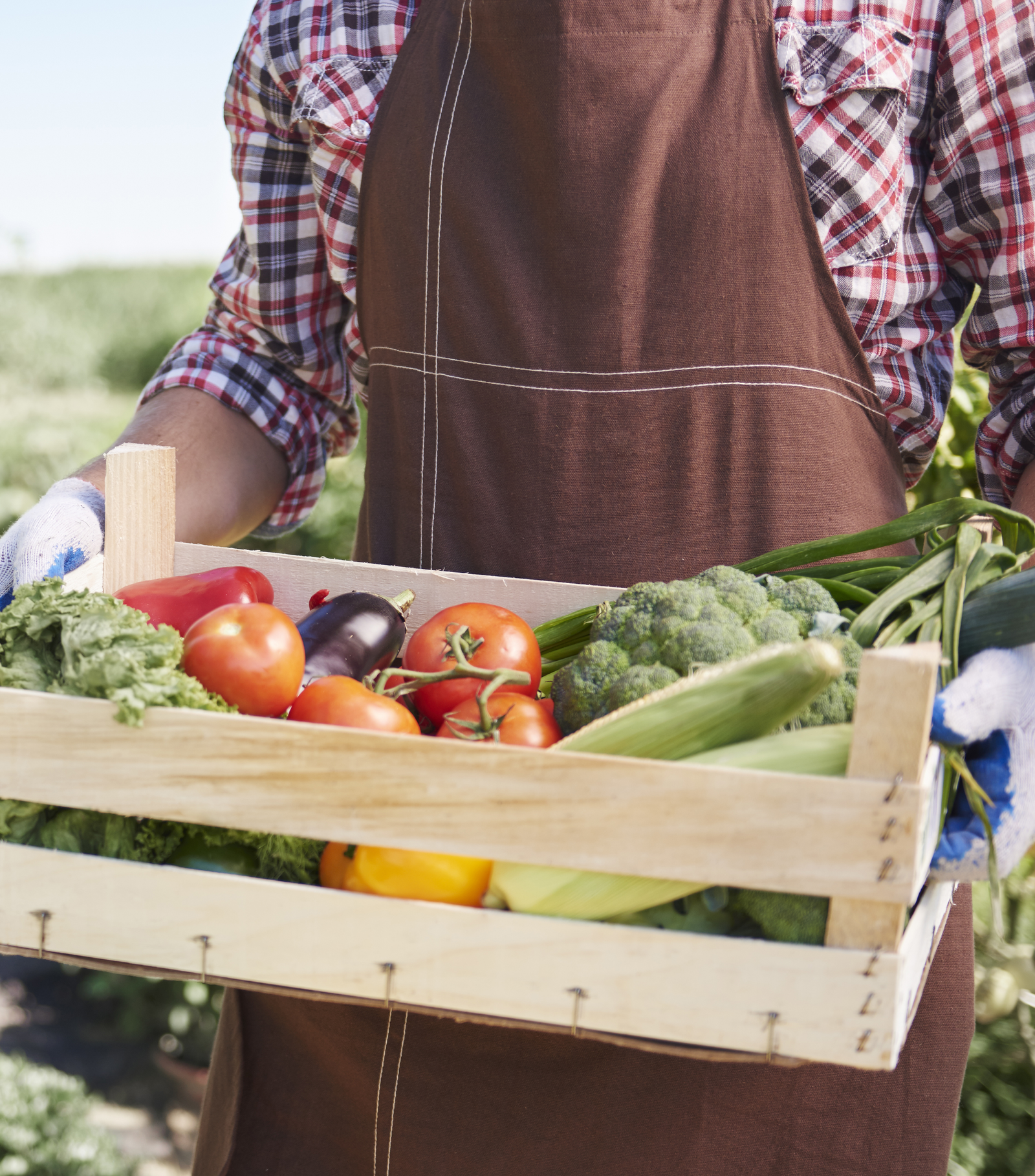 Homme tenant une caisse en bois remplie de légumes frais, dont des tomates, des poivrons, du brocoli, des épis de maïs et des aubergines, vêtu d'un tablier marron sur une chemise à carreaux, dans un champ agricole.