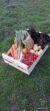 Panier de fruits et légumes